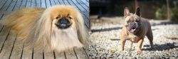 Pekingese vs French Bulldog - Breed Comparison