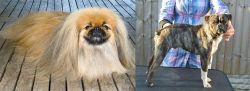 Pekingese vs Fruggle - Breed Comparison