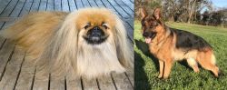 Pekingese vs German Shepherd - Breed Comparison