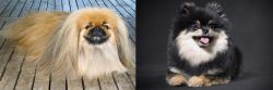 Pekingese vs German Spitz (Klein) - Breed Comparison