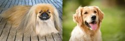 Pekingese vs Golden Retriever - Breed Comparison