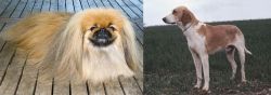 Pekingese vs Grand Anglo-Francais Blanc et Orange - Breed Comparison