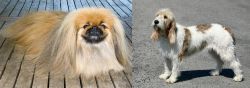Pekingese vs Grand Basset Griffon Vendeen - Breed Comparison