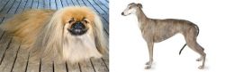 Pekingese vs Greyhound - Breed Comparison