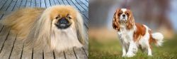 Pekingese vs King Charles Spaniel - Breed Comparison