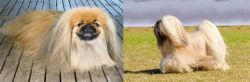 Pekingese vs Lhasa Apso - Breed Comparison