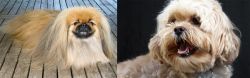 Pekingese vs Lhasapoo - Breed Comparison