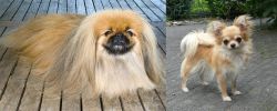 Pekingese vs Long Haired Chihuahua - Breed Comparison