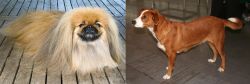 Pekingese vs Osterreichischer Kurzhaariger Pinscher - Breed Comparison