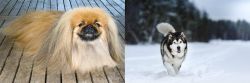 Pekingese vs Siberian Husky - Breed Comparison