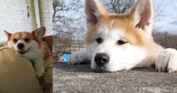 Pembroke Welsh Corgi vs Akita - Breed Comparison
