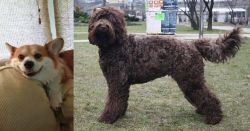 Pembroke Welsh Corgi vs Barbet - Breed Comparison