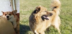 Pembroke Welsh Corgi vs Basque Shepherd - Breed Comparison