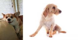 Pembroke Welsh Corgi vs Basset Fauve de Bretagne - Breed Comparison