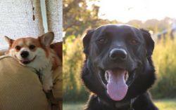 Pembroke Welsh Corgi vs Borador - Breed Comparison