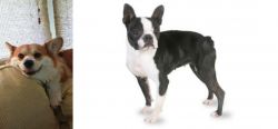 Pembroke Welsh Corgi vs Boston Terrier - Breed Comparison