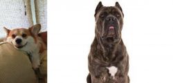 Pembroke Welsh Corgi vs Cane Corso - Breed Comparison