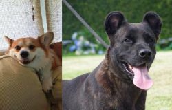 Pembroke Welsh Corgi vs Cao Fila de Sao Miguel - Breed Comparison