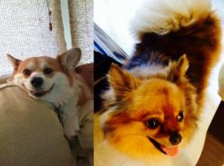 Pembroke Welsh Corgi vs Chiapom - Breed Comparison