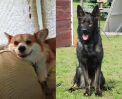 Pembroke Welsh Corgi vs East German Shepherd - Breed Comparison