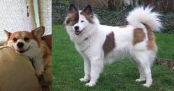 Pembroke Welsh Corgi vs Elo - Breed Comparison