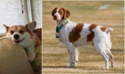 Pembroke Welsh Corgi vs French Brittany - Breed Comparison
