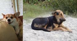 Pembroke Welsh Corgi vs Indian Pariah Dog - Breed Comparison