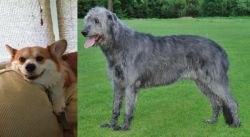Pembroke Welsh Corgi vs Irish Wolfhound - Breed Comparison