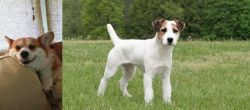Pembroke Welsh Corgi vs Jack Russell Terrier - Breed Comparison