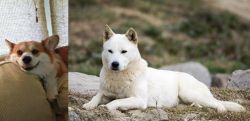Pembroke Welsh Corgi vs Jindo - Breed Comparison