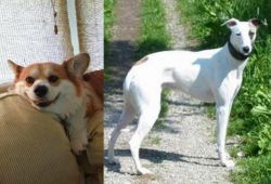 Pembroke Welsh Corgi vs Kaikadi - Breed Comparison
