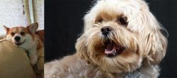 Pembroke Welsh Corgi vs Lhasapoo - Breed Comparison