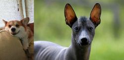 Pembroke Welsh Corgi vs Mexican Hairless - Breed Comparison