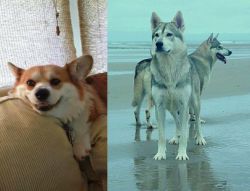 Pembroke Welsh Corgi vs Northern Inuit Dog - Breed Comparison