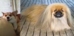 Pembroke Welsh Corgi vs Pekingese - Breed Comparison