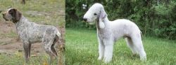 Perdiguero de Burgos vs Bedlington Terrier - Breed Comparison