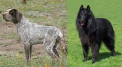 Perdiguero de Burgos vs Belgian Shepherd Dog (Groenendael) - Breed Comparison