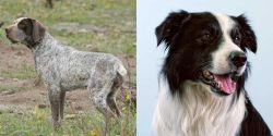 Perdiguero de Burgos vs Border Collie - Breed Comparison