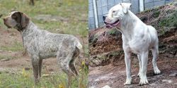 Perdiguero de Burgos vs Dogo Guatemalteco - Breed Comparison