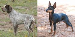 Perdiguero de Burgos vs English Toy Terrier (Black & Tan) - Breed Comparison