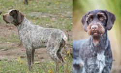 Perdiguero de Burgos vs German Wirehaired Pointer - Breed Comparison