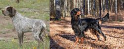 Perdiguero de Burgos vs Gordon Setter - Breed Comparison
