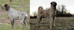 Perdiguero de Burgos vs Kangal Dog - Breed Comparison