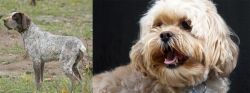 Perdiguero de Burgos vs Lhasapoo - Breed Comparison