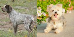 Perdiguero de Burgos vs Morkie - Breed Comparison