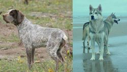Perdiguero de Burgos vs Northern Inuit Dog - Breed Comparison