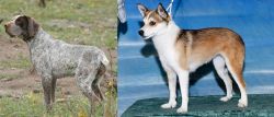 Perdiguero de Burgos vs Norwegian Lundehund - Breed Comparison