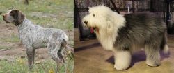Perdiguero de Burgos vs Old English Sheepdog - Breed Comparison