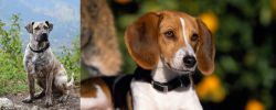 Perro Cimarron vs American Foxhound - Breed Comparison