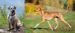 Perro Cimarron vs Azawakh - Breed Comparison